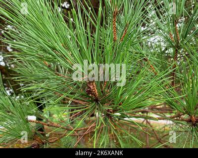 Close up of green pine needle leaves seen growing on the tree. Stock Photo
