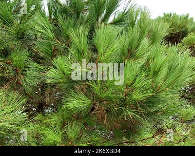 Close up of green pine needle leaves seen growing on the tree branches. Stock Photo