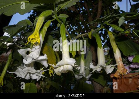 Close up of blossom of a white brugmansia arborea flower, also called angel's trumpet Stock Photo