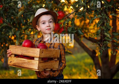 child boy holding crate full of red apples in garden Stock Photo