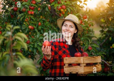 smiling woman gardener with crate of red apples in orchard on sunset Stock Photo