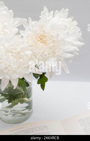 Beautiful flower concept, White blooming large chrysanthemum in glass vase with the books. Stock Photo