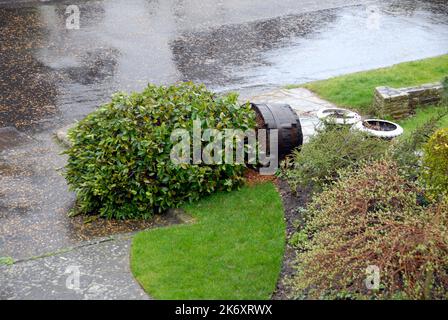 Potted Bay tree blown over in a strong wind Stock Photo