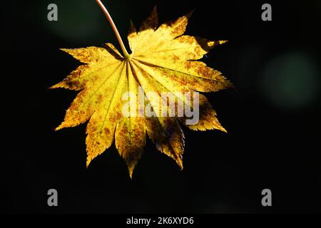 Yellow autumn leaf isolated against a black backgound Stock Photo