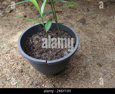 Dark soil with higher fertility on a black plastic container with a planted ginger plant (Zingiber Officinale) Stock Photo
