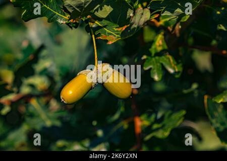 Two acorns on a stem isolated in front of the oak tree, Germany Stock Photo
