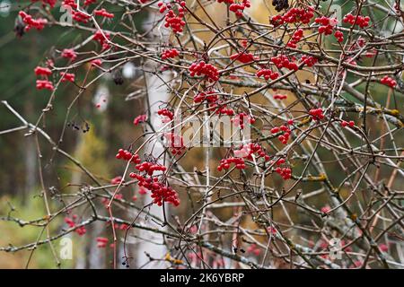 Autumn, viburnum berry hangs in clusters on the branches. The leaves fell from the bush. The branches intertwine and create a bizarre pattern. Russia Stock Photo