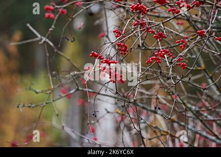 Autumn, viburnum berry hangs in clusters on the branches. The leaves fell from the bush. The branches intertwine and create a bizarre pattern. Russia Stock Photo