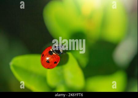 Ladybug sits on green leaves. Macro photo insects in sunlight. Stock Photo