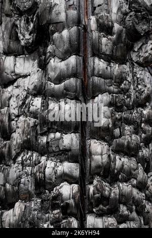 Scorched charcoal surface. Black abstract rough burnt wood texture. Dramatic view for Halloween design Stock Photo