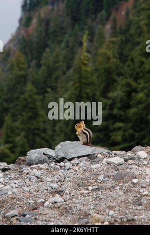 Cute little chipmunk standing on the cliff of Crater lake Stock Photo