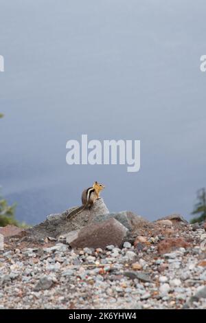 Cute little chipmunk standing on the cliff of Crater lake Stock Photo