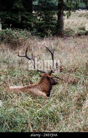 Elk with his big branched antlers laying in the field by the road in Oregon Stock Photo