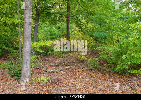 Autumn forest and mulch with undergrowth on a sunny day. Stock Photo