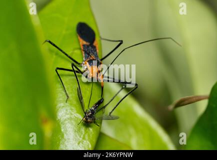 Milkweed Assassin bug (Zelus longipes) catching a Long-Legged Fly (Dolichopodidae) by impaling it. Species is found in Southern USA and South America. Stock Photo