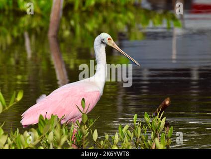 A lone Roseate Spoonbill (Platalea ajaja) wading in some water on Ambergris Caye, Belize, Caribbean. Stock Photo