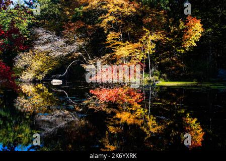 Fall colors of trees reflecting on a black pond Stock Photo