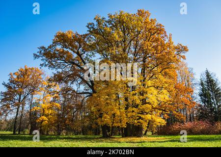 Giant centuries-old oak tree in autumn park with yellow leaves in sunny weather. Stunning autumn landscape, fallen leaves lie under a tree. Stock Photo