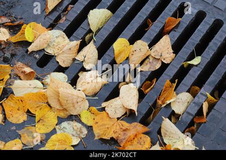 Close-up view of a street gully with fallen autumn leaves. Stock Photo