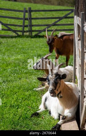 Goats on pasture by a wooden barn Stock Photo