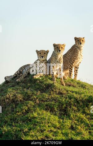 Cheetah mother (Acinonyx jubatus) and her two cubs sitting on a large termite mound Stock Photo