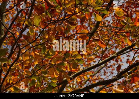 Golden Colours of Autum Stock Photo