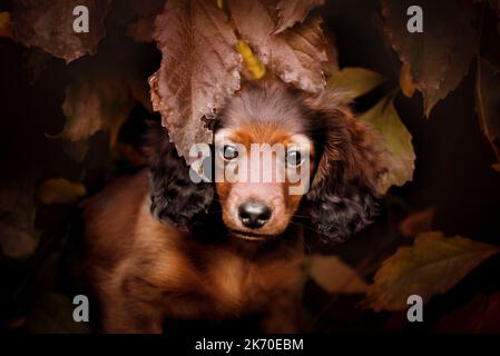 Portrait of a long-haired dachshund puppy. Stock Photo