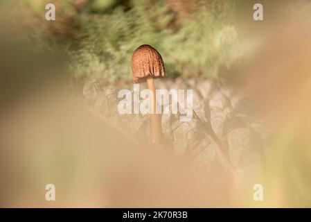 Pine cone mycenae. grows on fallen pine cones in pine forests. Stock Photo