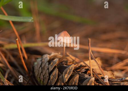 Pine cone mycenae. grows on fallen pine cones in pine forests. Stock Photo