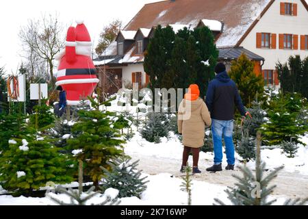 Christmas tree.Family Christmas customs and traditions. Father and daughter choose christmas tree at winter snowy fir tree nursery.Choosing And Buying Stock Photo