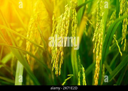 A young rice in the paddy field . Shallow DOF and selective focus Stock Photo