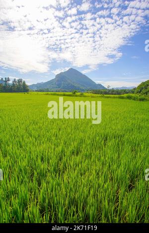 Morning sunlight in a green paddy field Stock Photo - Alamy