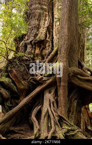 WA22294-00...WASHINGTON - Base of old Western Red Cedar tree with a rooting core and new growth at the Kalaloch Big Cedar in Olympic National Park. Stock Photo