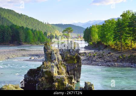 A pine tree on a rocky cliff. Dragon's Teeth rocks in the Katun riverbed. Altai Republic, Siberia, Russia, 2022 Stock Photo