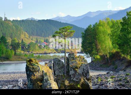 A pine tree on a rocky cliff. Dragon's Teeth rocks in the Katun riverbed. Altai Republic, Siberia, Russia, 2022 Stock Photo