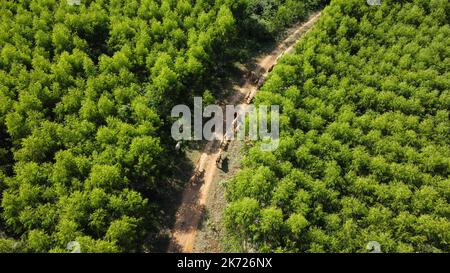 Aerial view of a herd of cows walking on a dirt road in a rural pasture in the morning. Beautiful green area of farmland or eucalyptus plantations wit Stock Photo
