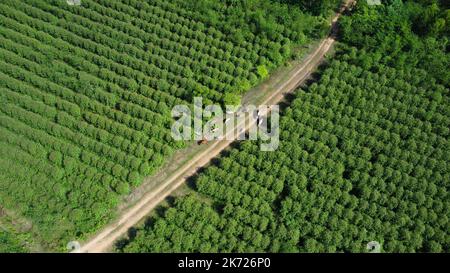 Aerial view of a herd of cows walking on a dirt road in a rural pasture in the morning. Beautiful green area of farmland or eucalyptus plantations wit Stock Photo