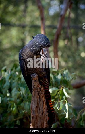 Red Tailed Black Cockatoos (Calyptorhynchus Banksii) are big enough to not be afraid of predators - so why is this one biting her nails? Just a trim! Stock Photo