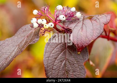 Cornus alba 'Sibirica' berries dark crimson leaves in autumn and white berries Stock Photo