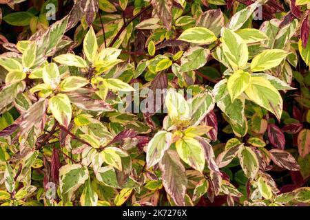 Cornus Alba Sericea 'Hedgerows Gold', Red Osier Dogwood, Redosier Dogwood, Autumn Dogwood, Garden Shrub Stock Photo