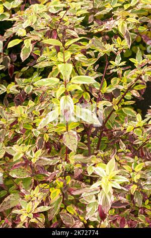 Cornus 'Hedgerows Gold' Red Twig Dogwood in autumn colour Stock Photo