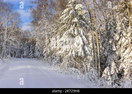 Snowy trees by a dirt road in a forest Stock Photo