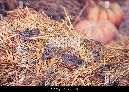 Birds sparrows peck harmful insects in the hay during harvest Stock Photo