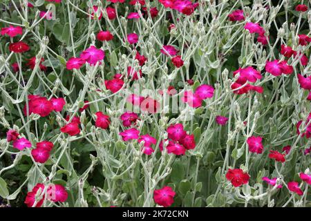 Rose Campion (Lychnis coronaria) in garden. Stock Photo