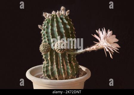 Funny looking Easter Lily Echinopsis eyriesii cactus with one beautiful six inch white and pink flower waving goodbye on a black background Stock Photo