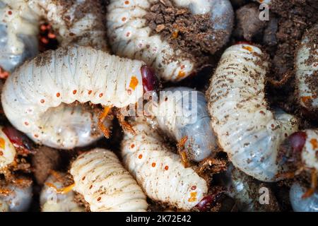 Large white worms closeup may bug larvae or rhinoceros beetle in the ground Stock Photo