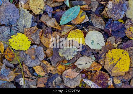 closeup on ground full of autumn colored leaves Stock Photo