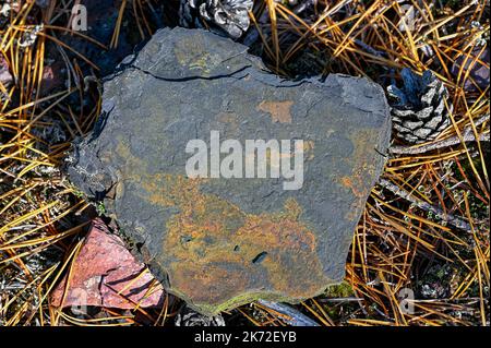 closeup on rusty bit of slate lying on pine needles Stock Photo