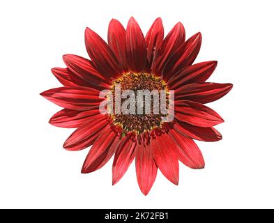 Gorgeous Blossoming Red Sunflower Isolated on White Background Stock Photo