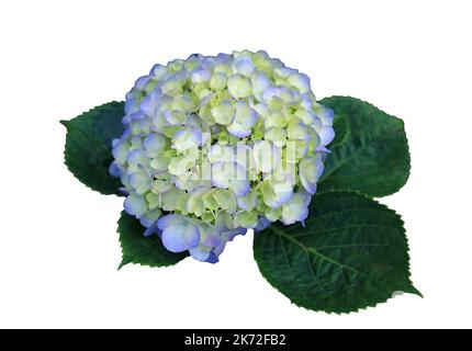 Closeup of beautiful blooming pale blue Hydrangea Isolated on White Background Stock Photo